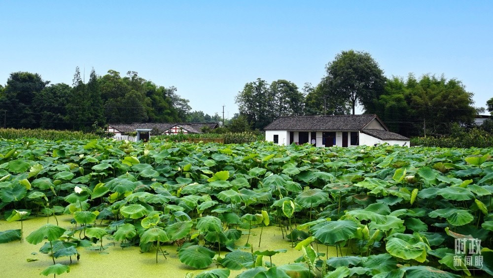 四川眉山，永豐村荷塘。2022年6月，習(xí)近平曾到此調(diào)研鄉(xiāng)村振興情況。（總臺央廣記者潘毅拍攝）