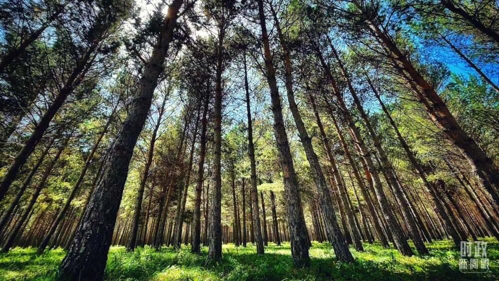 河北塞罕壩。（總臺央視記者謝曉光拍攝）