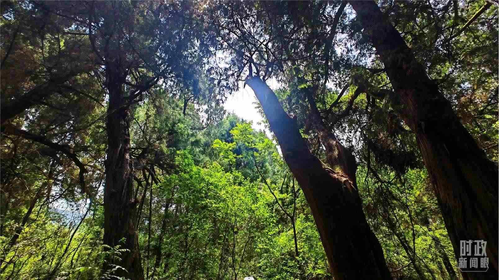 △翠云廊內(nèi)，古柏郁郁蔥蔥。（總臺央視記者程鋮拍攝）