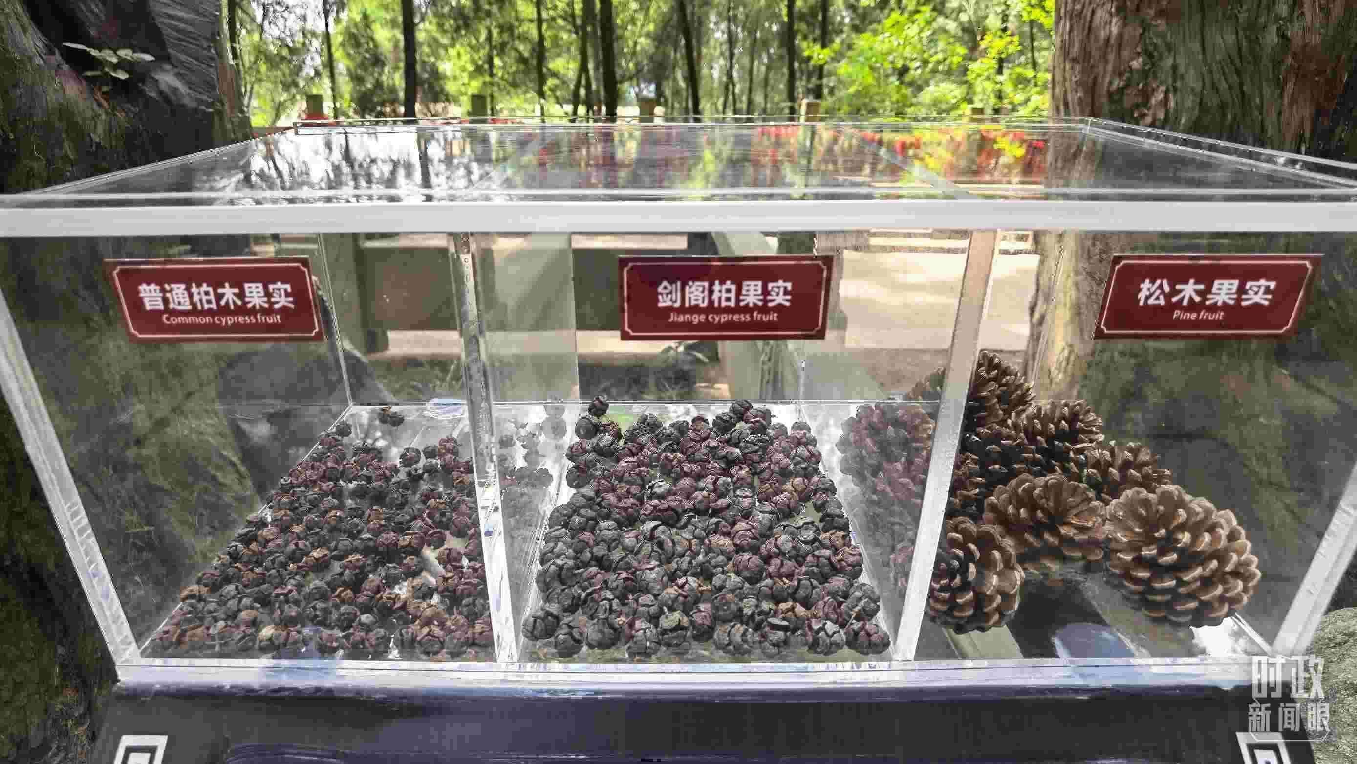 △翠云廊古蜀道，現(xiàn)場陳列的柏木和松木果實。（總臺央視記者石丞拍攝）