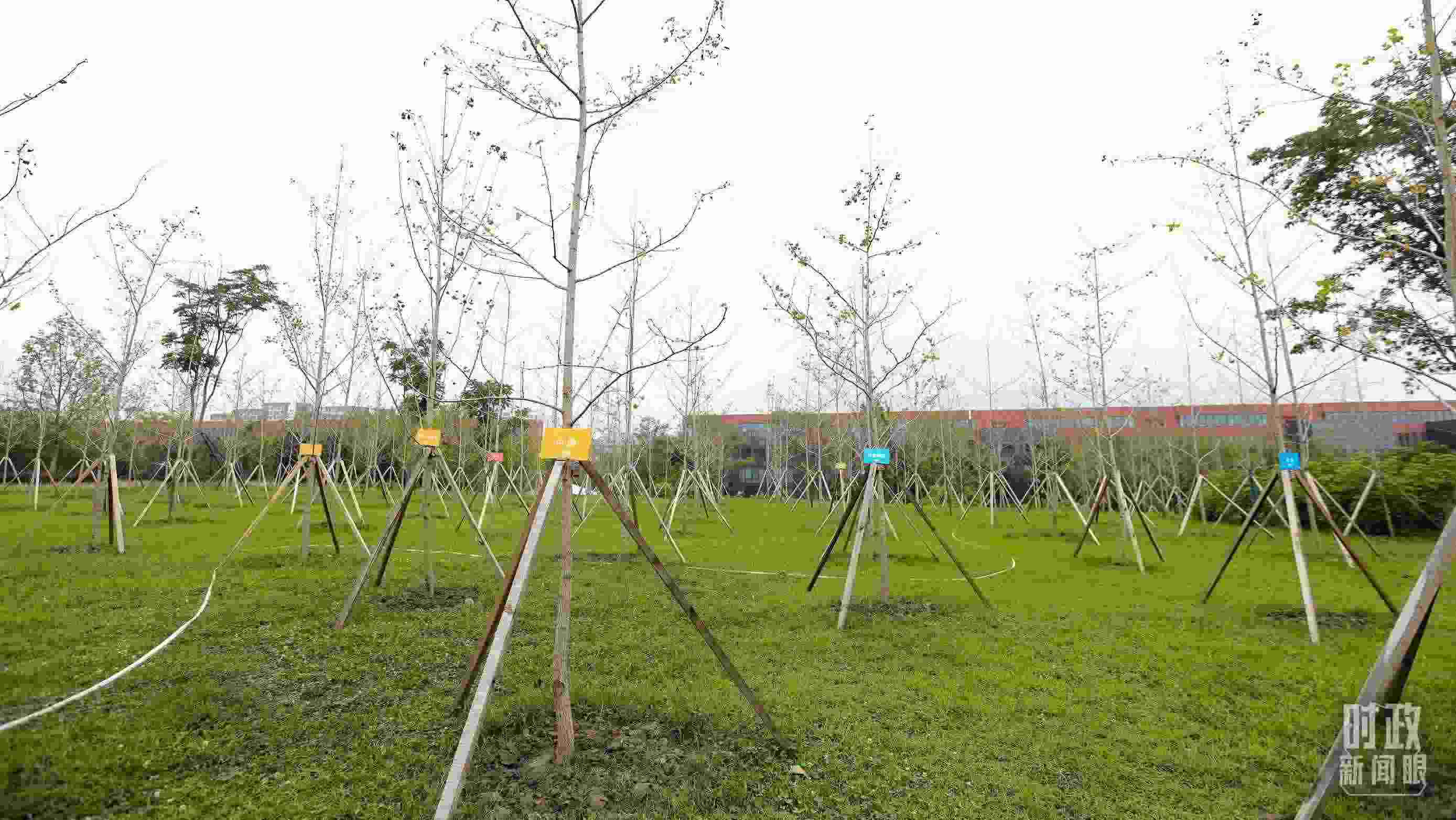 成都大運(yùn)村內(nèi)專門種植了友誼林，各國代表團(tuán)都可認(rèn)領(lǐng)。