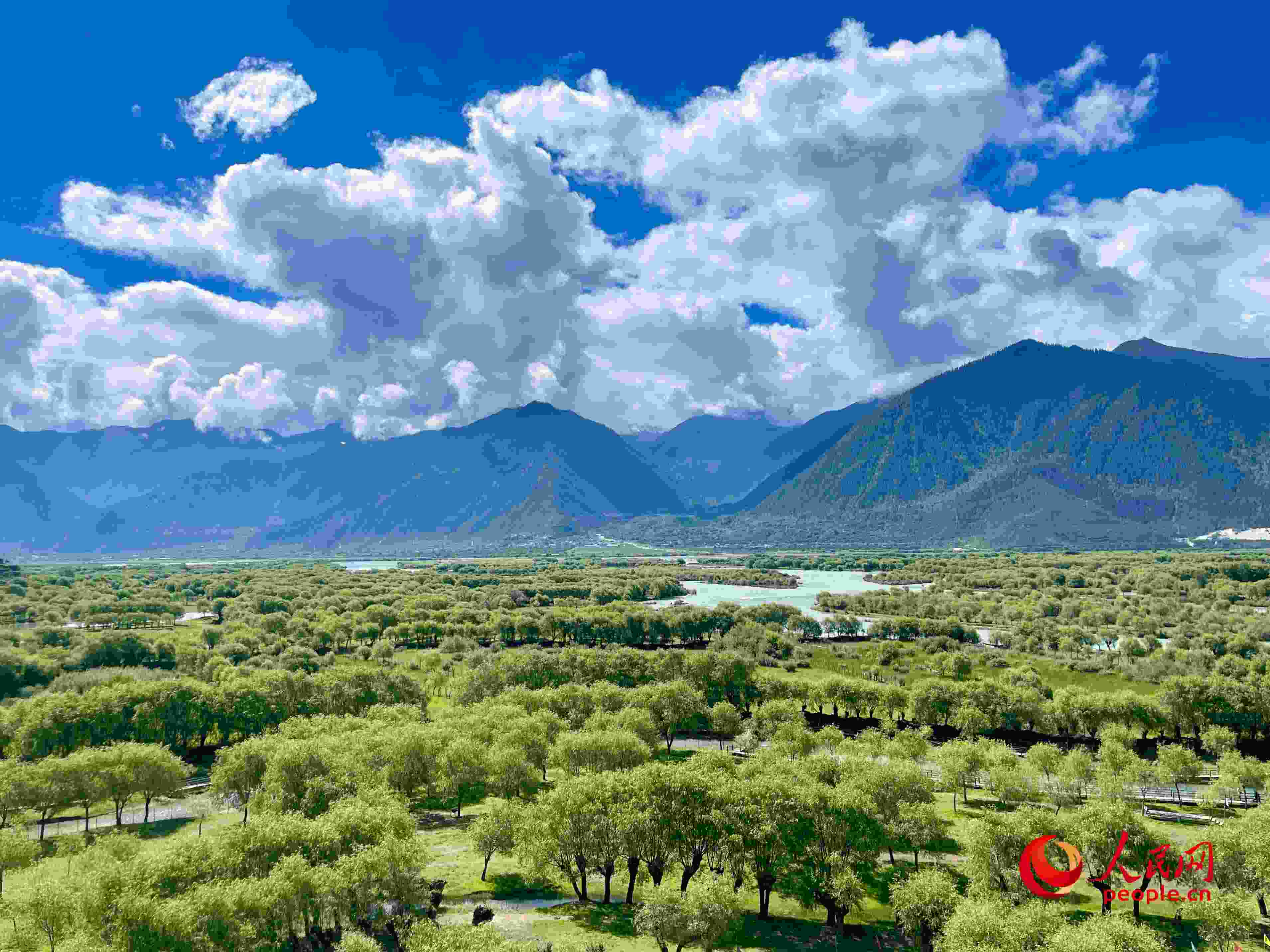 夏日的雅尼國家濕地公園生機(jī)盎然，如詩如畫。人民網(wǎng) 周靜圓攝