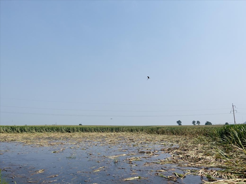 積水嚴(yán)重區(qū)域有鳥(niǎo)兒來(lái)覓食(中國(guó)之聲記者江曉晨 攝)