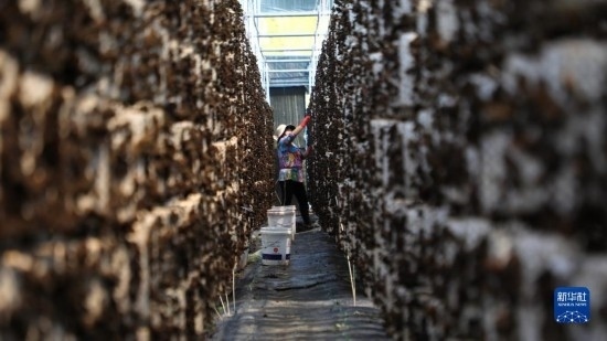 7月29日，在卓尼縣納浪鎮(zhèn)納浪村黑木耳種植基地，農(nóng)戶在采摘黑木耳。