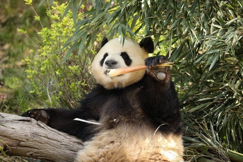 大熊貓“芝麻”。成都大熊貓繁育研究基地供圖