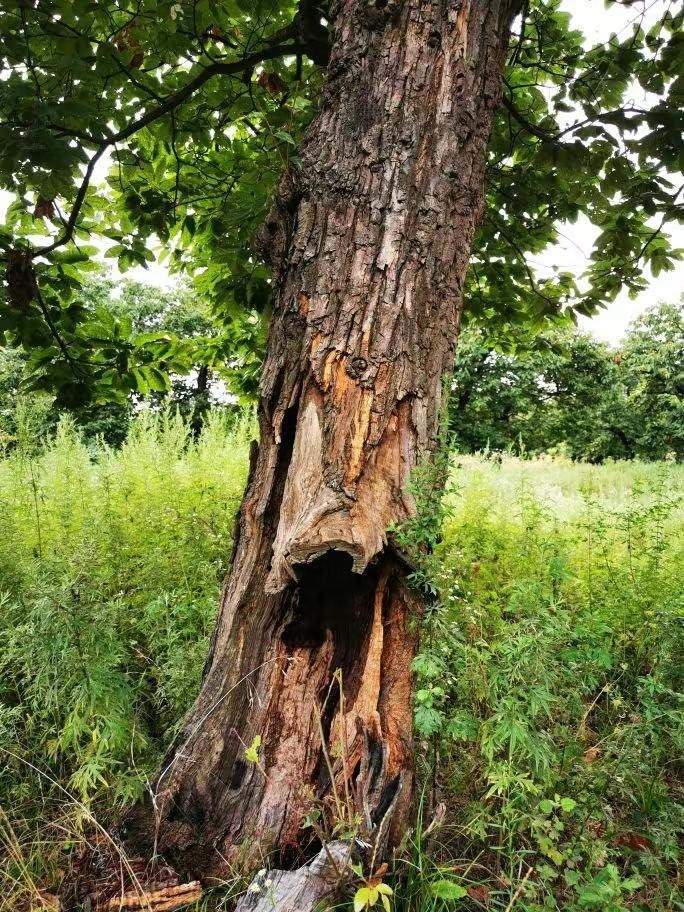 圖為2021年10月拍攝的秦嶺北麓百年板栗古樹遭破壞情況。人民網(wǎng)記者 吳超攝