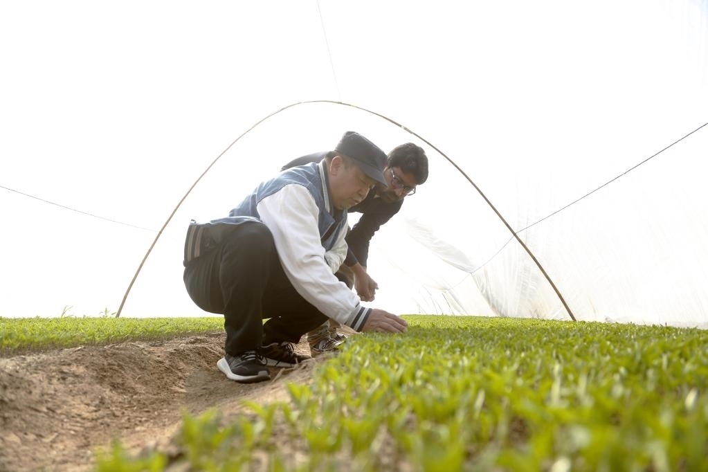 巴基斯坦旁遮普省木爾坦的中巴辣椒訂單種植項(xiàng)目辣椒育苗大棚內(nèi)，中國農(nóng)業(yè)專家?guī)ьI(lǐng)巴基斯坦技術(shù)員查看辣椒秧苗生長情況。