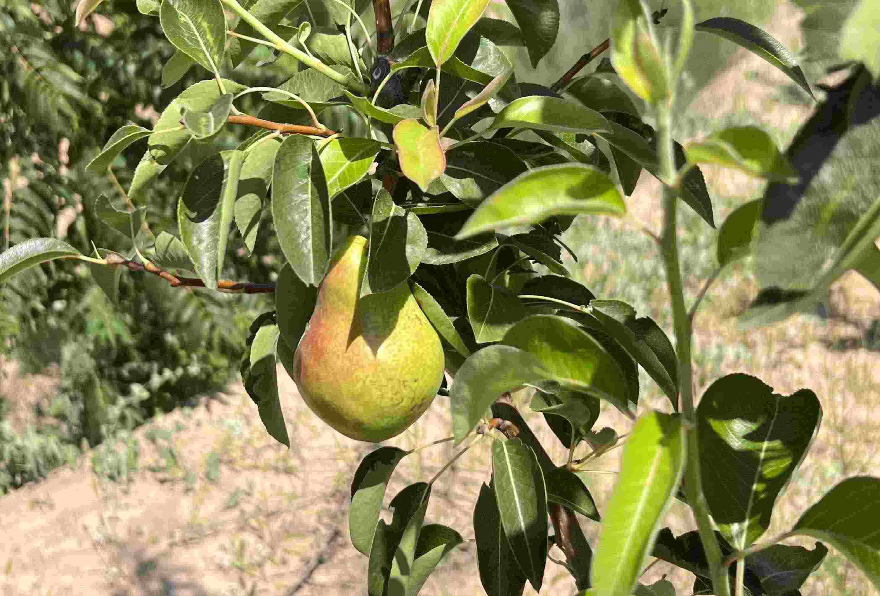 青梨基地果樹上的幼果。人民網(wǎng)記者 王連香攝