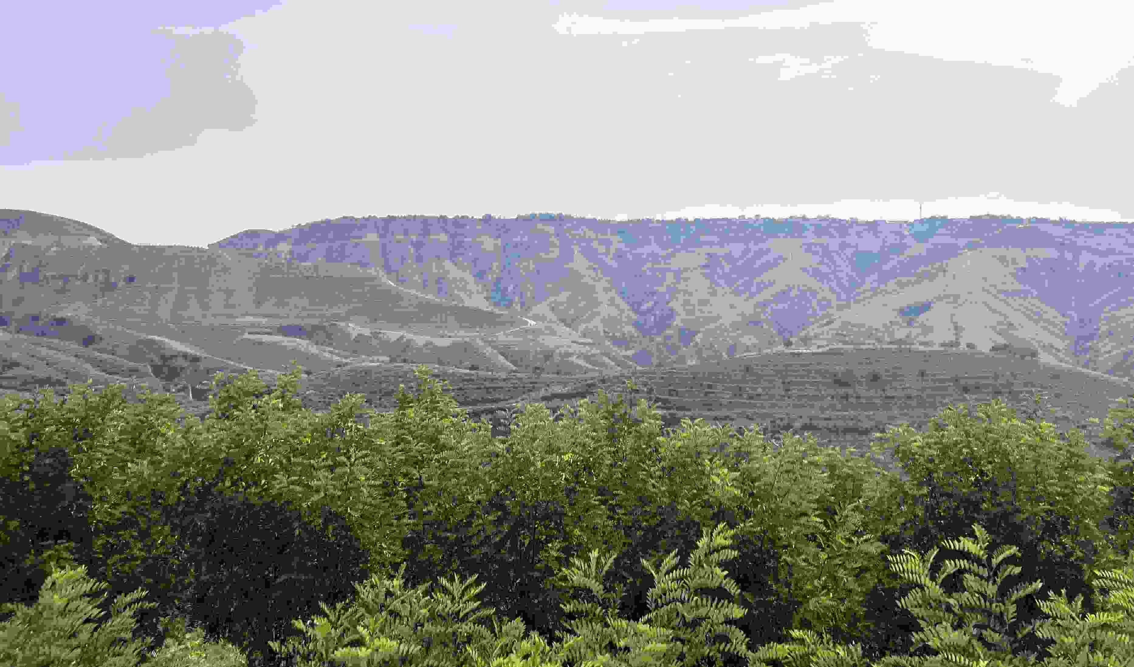 吳堡縣沿黃生態(tài)林。人民網(wǎng)記者 王連香攝