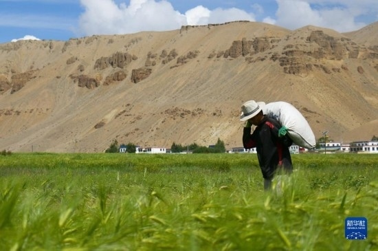 8月12日，西藏阿里地區(qū)普蘭縣赤德村村民在青稞田里勞作。