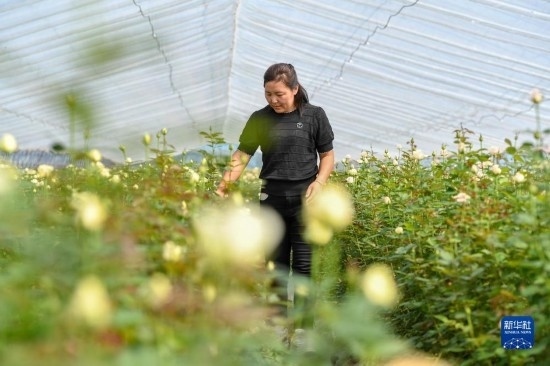 8月17日，吉林省德惠市朱城子鎮(zhèn)沿河村程雪家庭農(nóng)場的負責(zé)人楊雪在查看玫瑰花長勢。新華社記者 張楠 攝
