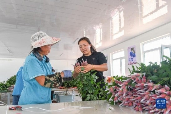8月17日，吉林省德惠市朱城子鎮(zhèn)沿河村程雪家庭農(nóng)場的負責(zé)人楊雪（右）指導(dǎo)農(nóng)民修剪玫瑰花。新華社記者 張楠 攝