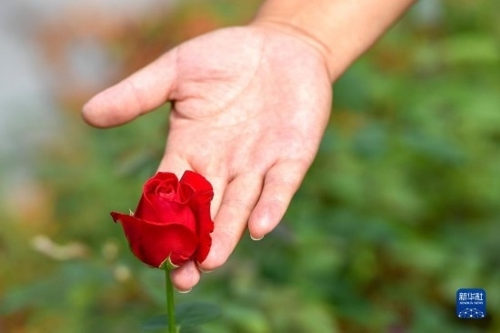 8月17日，吉林省德惠市朱城子鎮(zhèn)沿河村程雪家庭農(nóng)場的負責(zé)人楊雪在查看玫瑰花長勢。新華社記者 張楠 攝