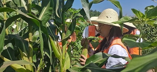 北京工商大學(xué)組織學(xué)生開(kāi)展暑期社會(huì)實(shí)踐。學(xué)校供圖