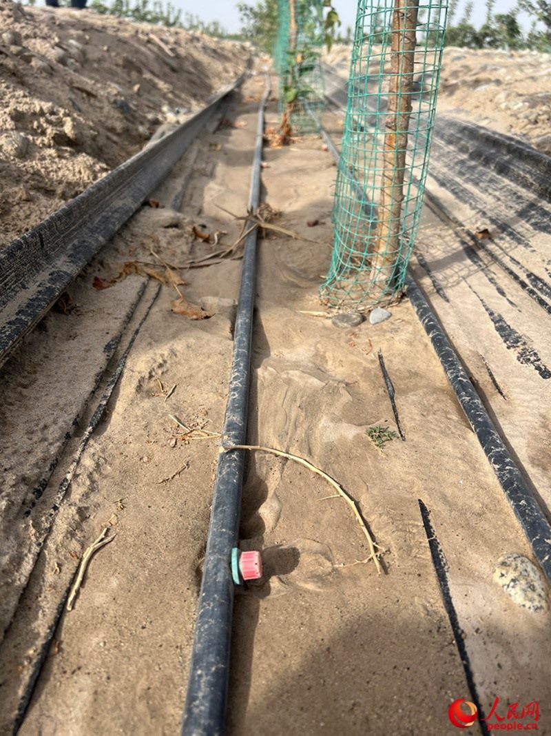 水肥一體化滴灌技術(shù)，可極大節(jié)約用水量。人民網(wǎng)記者 常雪梅攝