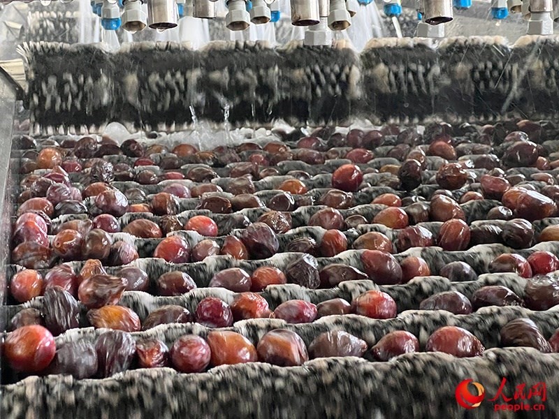 清洗西梅。人民網(wǎng)記者 常雪梅攝