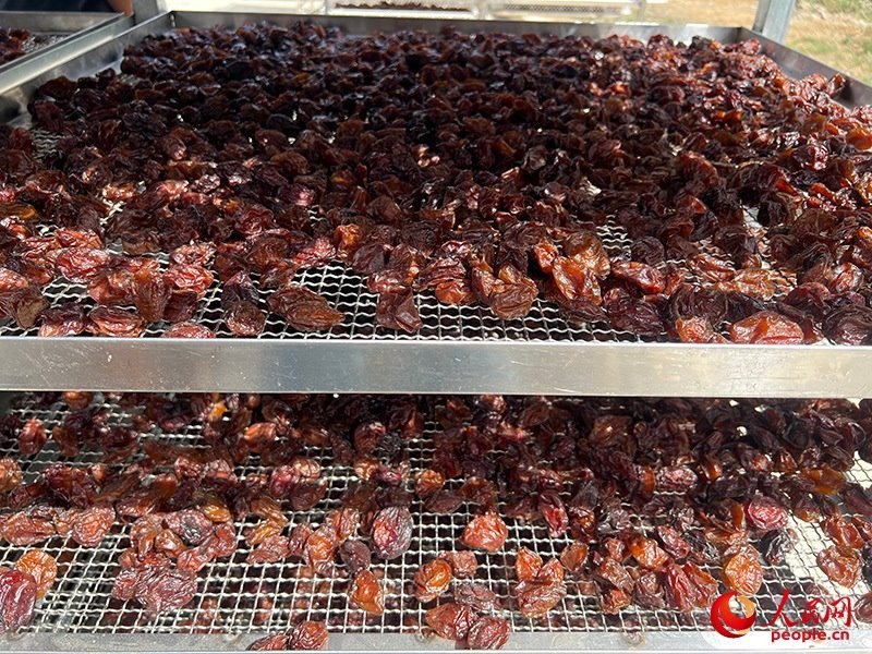 晾曬西梅。人民網(wǎng)記者 常雪梅攝