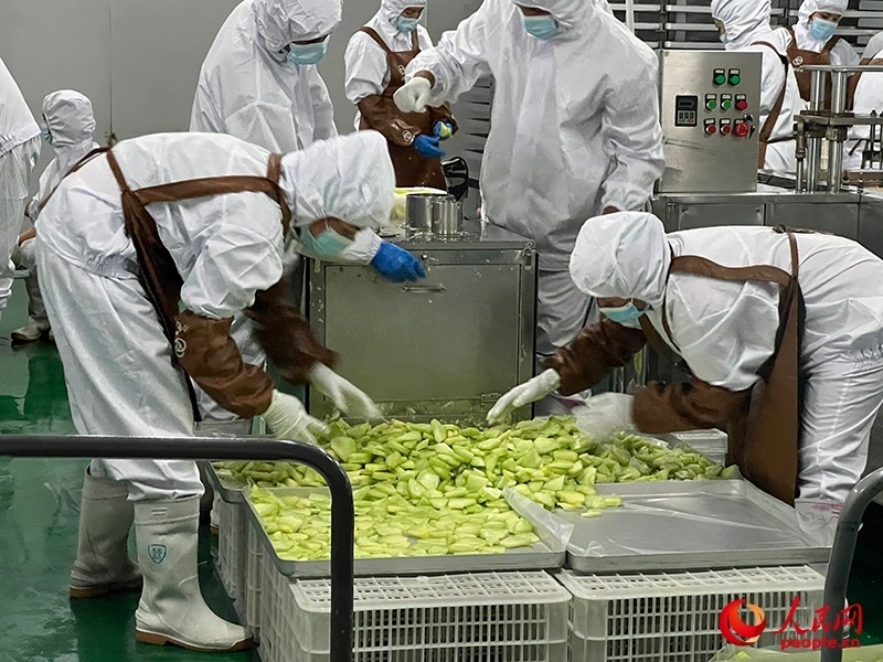 切片哈密瓜將被做成凍干食品。人民網(wǎng)記者 常雪梅攝