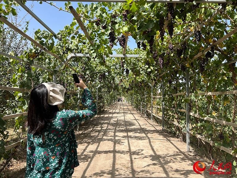 新疆閩龍達(dá)干果產(chǎn)業(yè)有限公司內(nèi)種植的葡萄。人民網(wǎng)記者 常雪梅攝