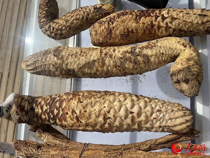 林下經(jīng)濟(jì)作物肉蓯蓉。人民網(wǎng)記者 常雪梅攝