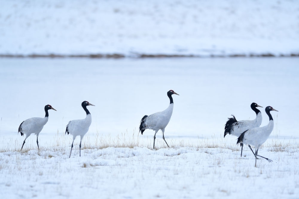 2021年10月21日在三江源國家公園黃河源園區(qū)內(nèi)拍攝的黑頸鶴。新華社記者 張龍 攝