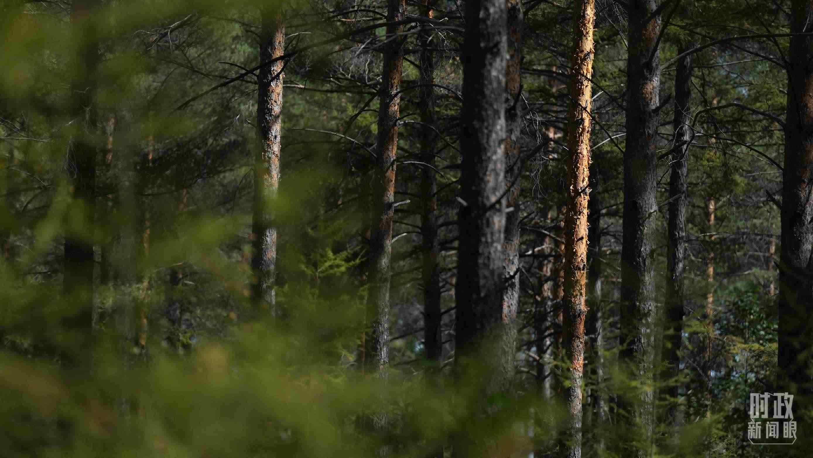 △漠河林場有天然林3.54萬公頃、蓄積量325.3萬立方米。（總臺國廣記者李晉拍攝）