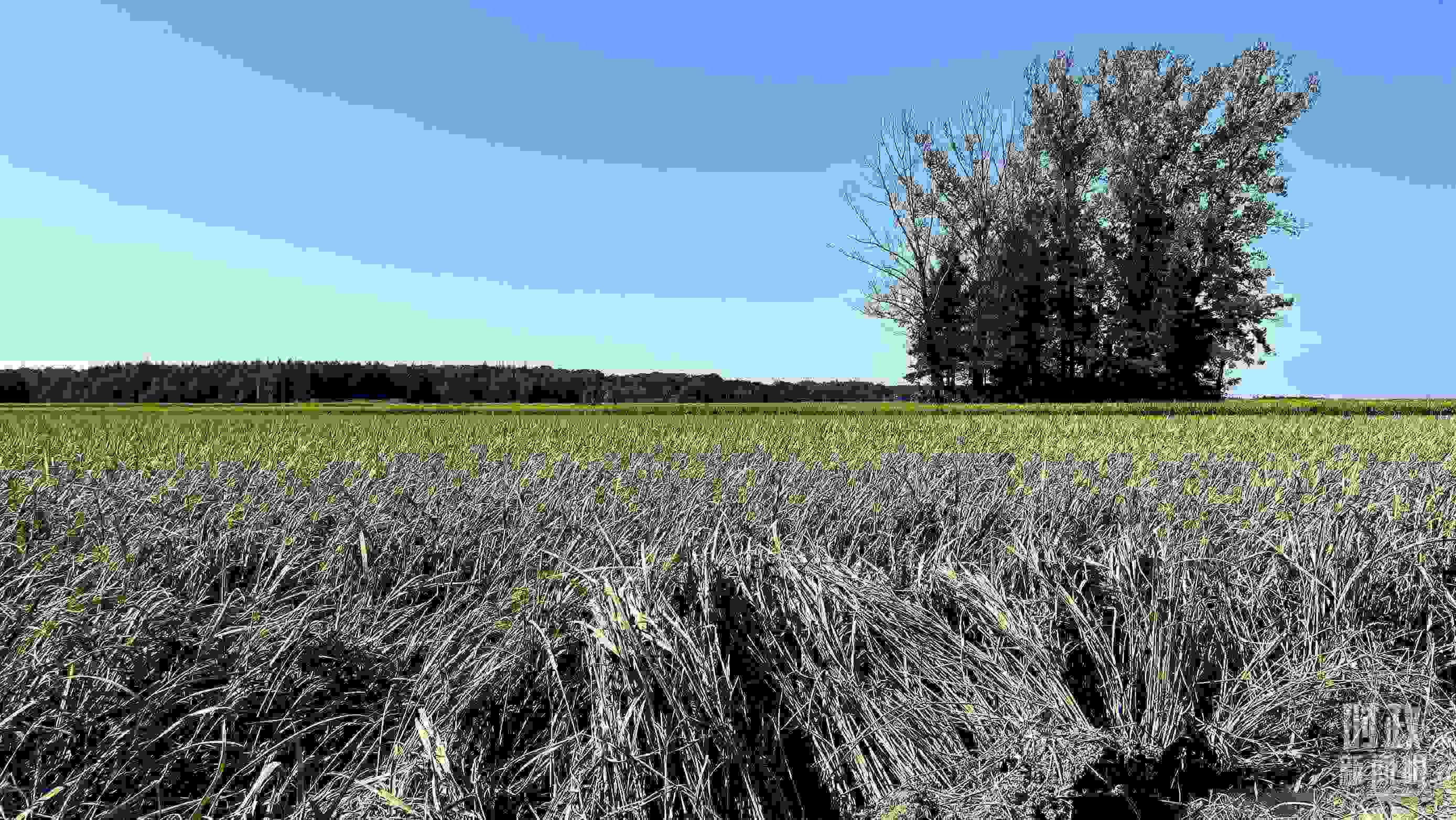 △龍王廟村遭受洪澇災(zāi)害的農(nóng)田。（總臺央視記者邢彬拍攝）