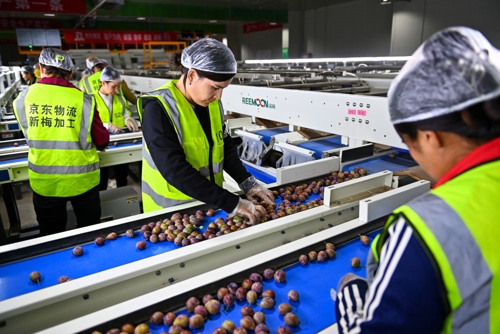 在新疆伽師縣粵伽新梅產(chǎn)業(yè)園內(nèi)的京東物流新疆智能供應(yīng)鏈中心，員工在智能分揀線檢查分選好的新梅（2023年8月30日攝）。新華社記者 丁磊 攝
