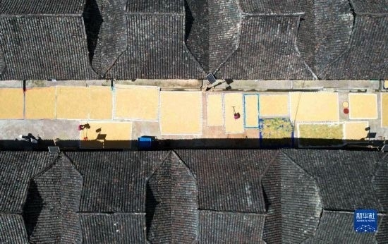 9月16日，在貴州省黔東南苗族侗族自治州從江縣加勉鄉(xiāng)污扣村，村民在晾曬稻谷（無人機(jī)照片）。