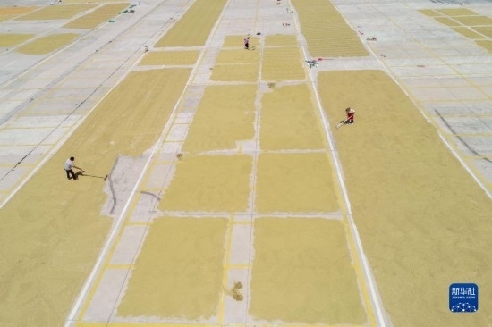 9月16日，村民在貴州省黔東南苗族侗族自治州丹寨縣金泉街道晾曬稻谷（無人機(jī)照片）。