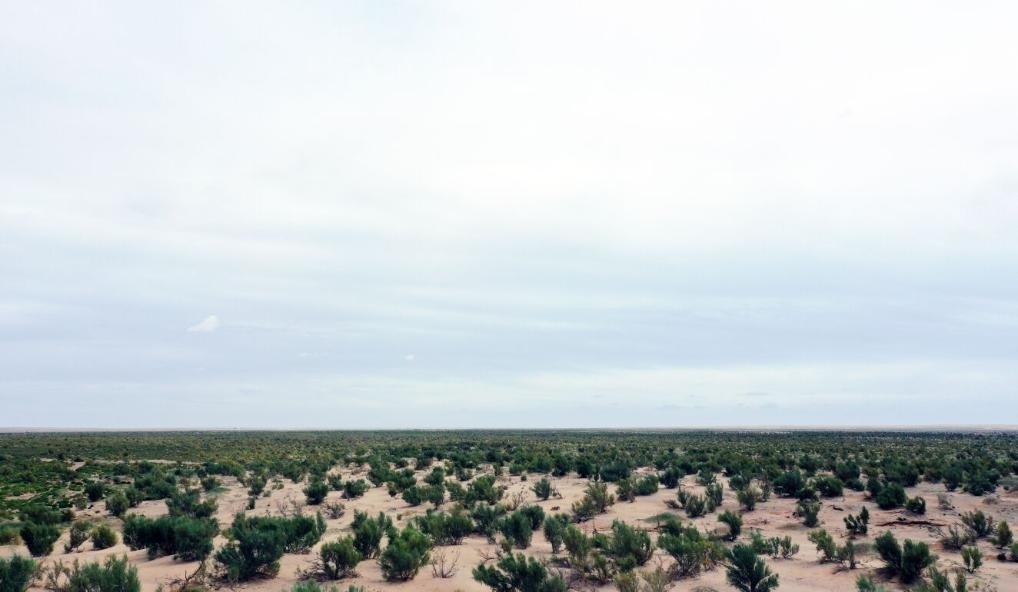 經(jīng)過封禁保護和人工種植梭梭后恢復綠色的草場（2023年9月12日攝）。新華社記者李云平 攝