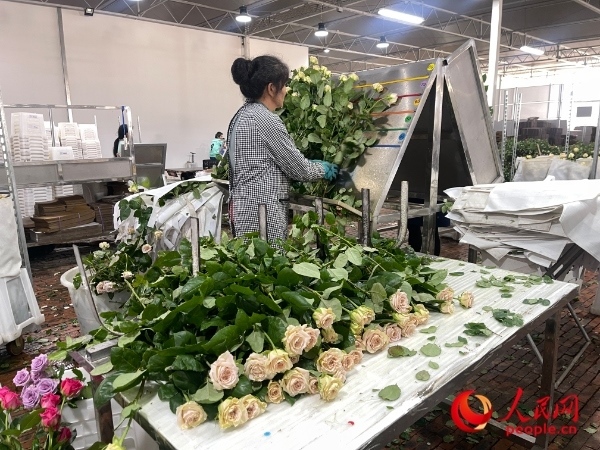 車間工人在整理花束。人民網(wǎng) 周靜圓攝