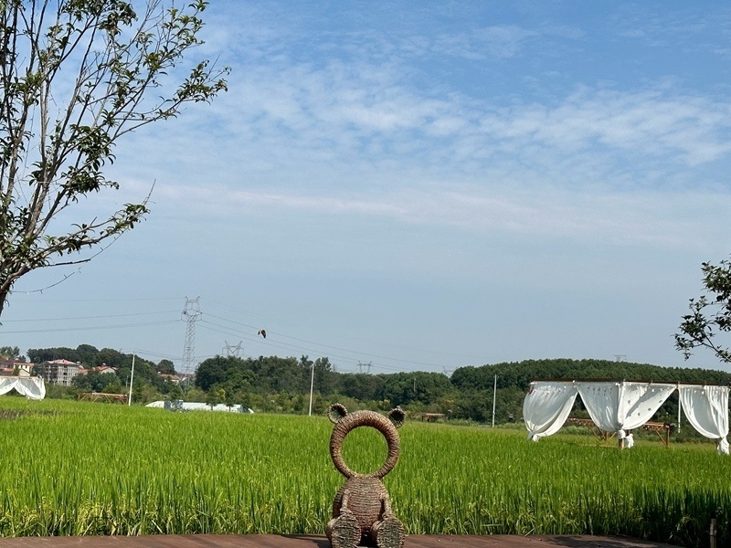 林語未來村打造農(nóng)家畈田園綜合體。人民網(wǎng) 王紹紹攝