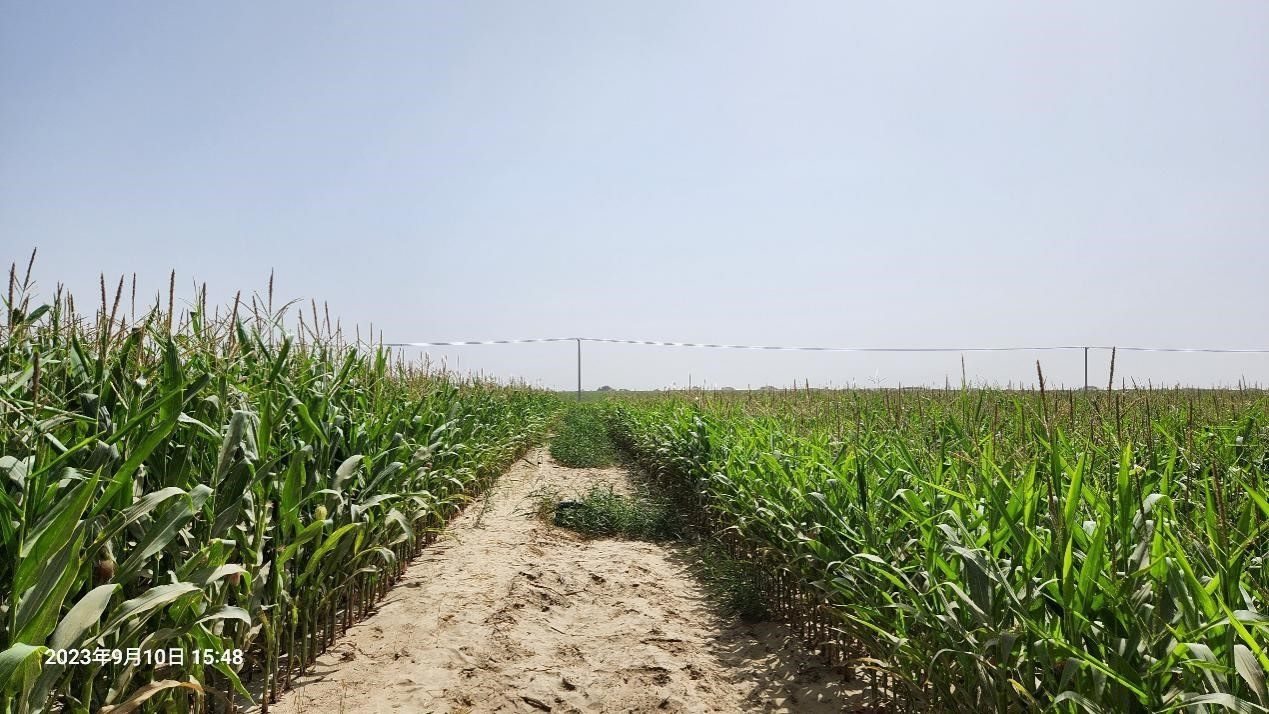 玉米改良40天后對(duì)比（左邊為改良組，右邊為對(duì)照組）。胡樹文團(tuán)隊(duì)供圖