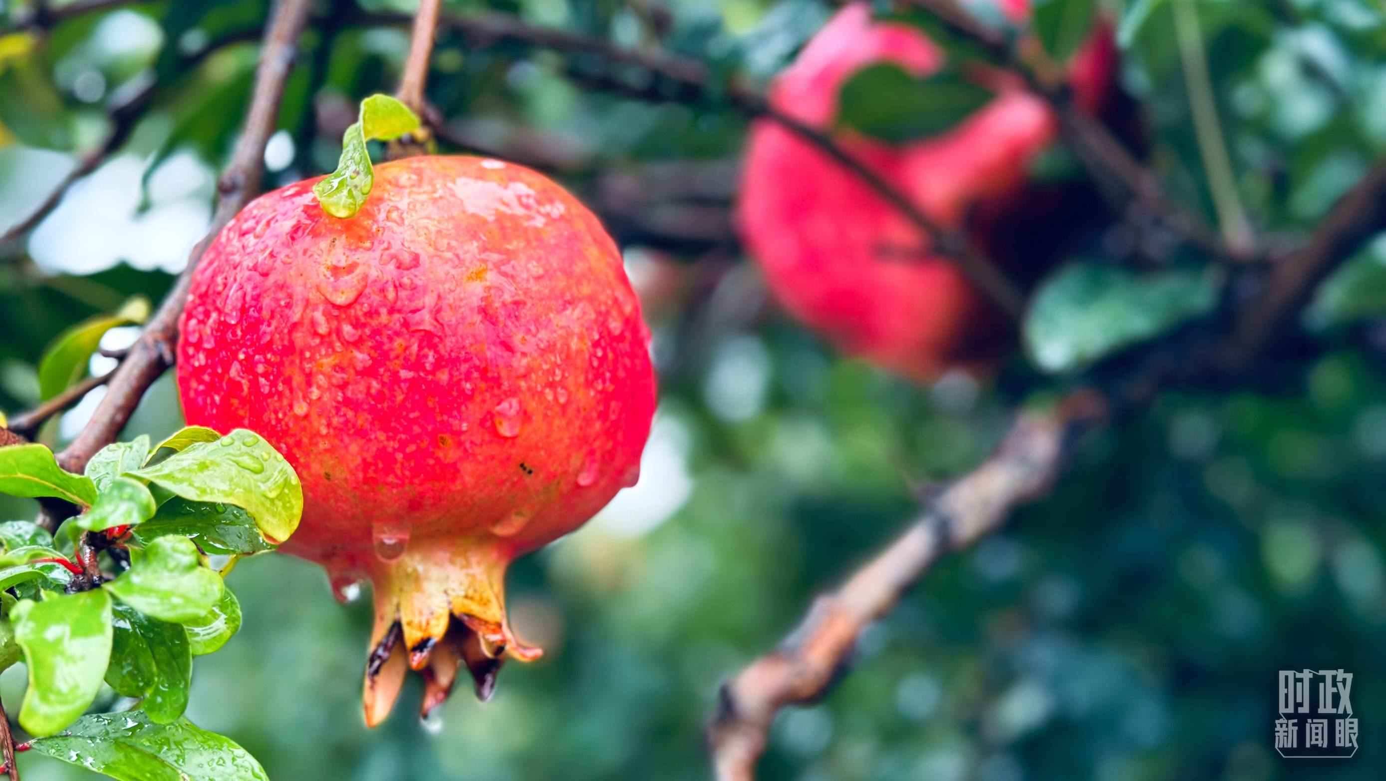 △一場秋雨過后，石榴更顯晶瑩。（總臺央視記者李輝、范一鳴拍攝）