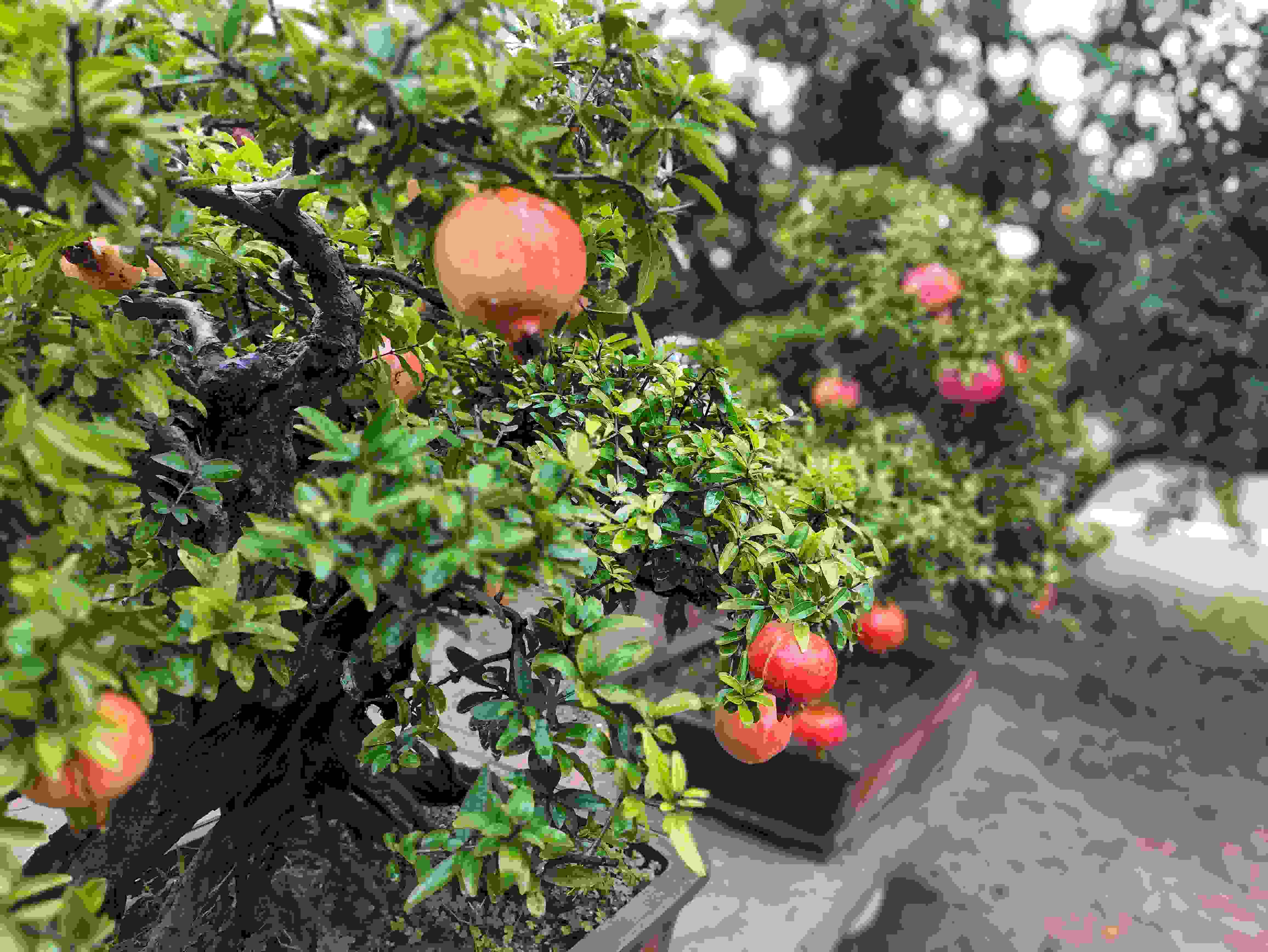 △石榴的發(fā)展帶動了當?shù)厥衽杈爱a(chǎn)業(yè)。（總臺央視記者鐘信偉拍攝）