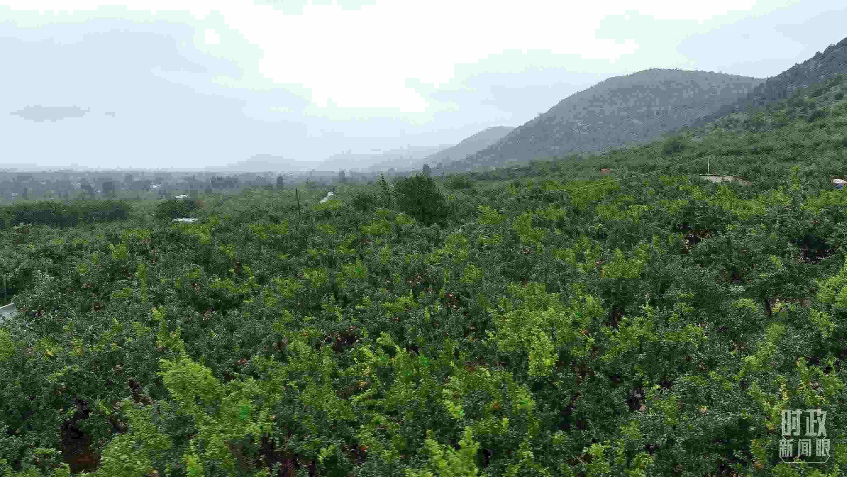 △山東棗莊冠世榴園。（總臺記者韓森、張鵬拍攝）