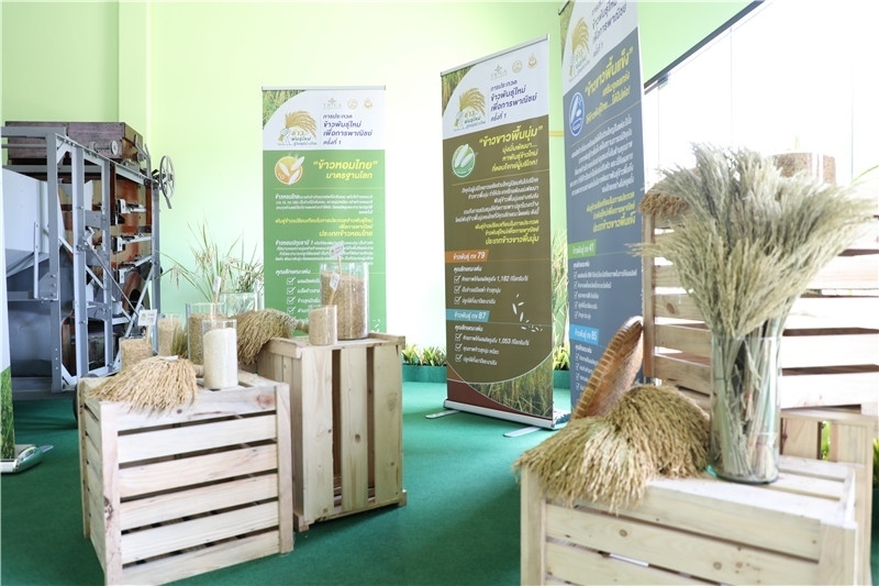 圖為泰國(guó)農(nóng)業(yè)與合作社部培育的優(yōu)質(zhì)稻種。泰國(guó)商務(wù)部供圖