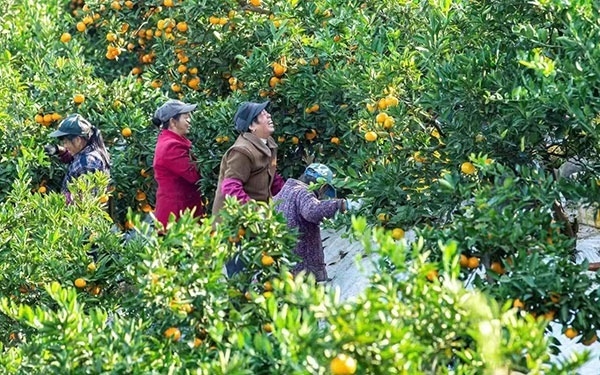 農(nóng)戶在果園中采摘果實(shí)。湖南省石門(mén)縣融媒體中心 唐亞翔攝