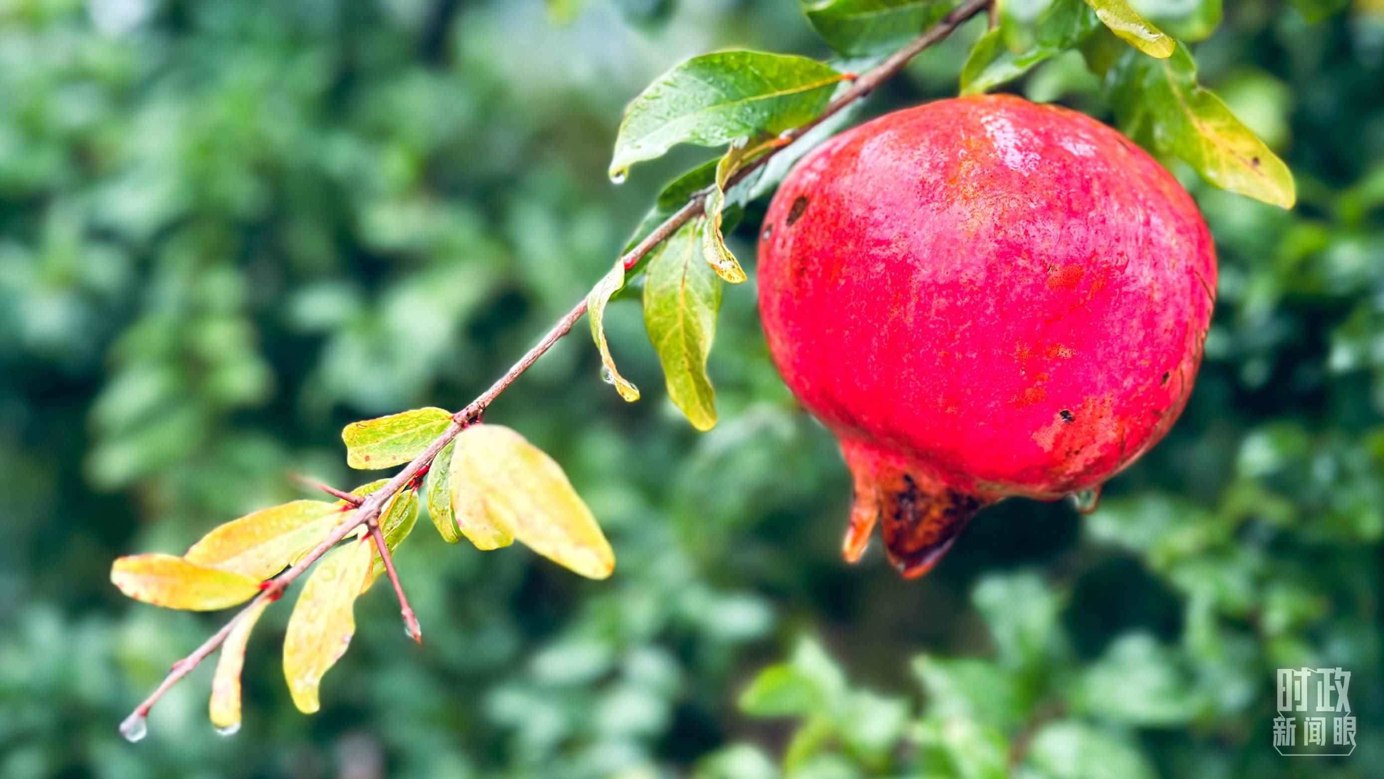 △山東省棗莊市冠世榴園，石榴紅了。（總臺(tái)央視記者范一鳴拍攝）