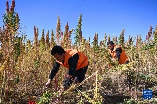9月28日，農(nóng)民參加內(nèi)蒙古武川縣首屆藜麥開鐮節(jié)割藜麥比賽。