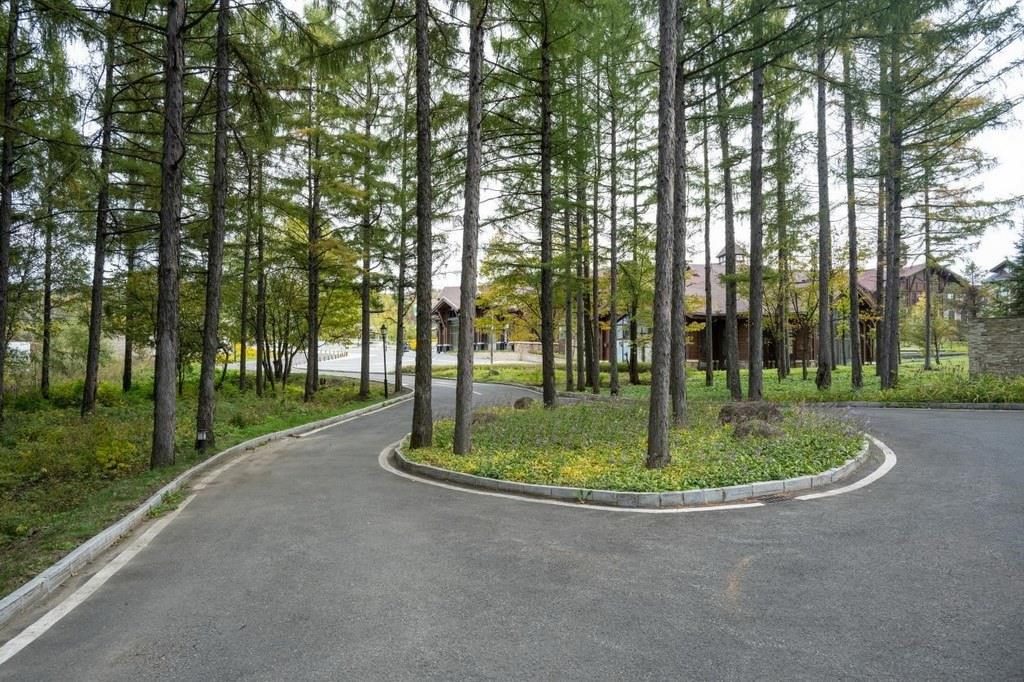 園區(qū)里“路讓樹”成為行為準(zhǔn)則。王哲攝