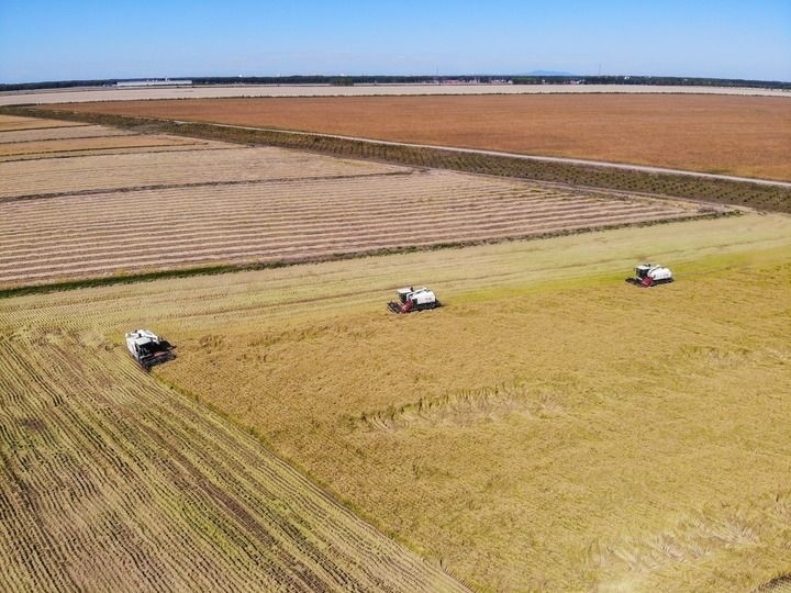 這是在位于黑龍江雙鴨山市友誼縣的北大荒農(nóng)業(yè)股份有限公司友誼分公司一地塊拍攝的水稻收獲現(xiàn)場（2023年9月21日攝，無人機照片）。新華社記者 王松 攝