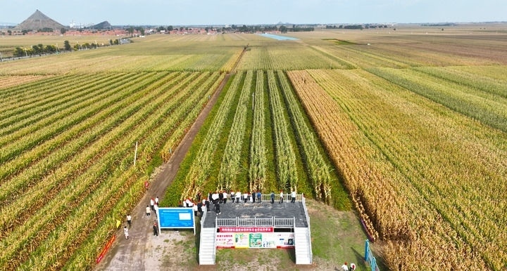 在遼寧省鐵嶺縣蔡牛鎮(zhèn)，外地農(nóng)民到張莊玉米合作社的大田里學(xué)習(xí)玉米選種和栽種技術(shù)（2023年9月26日攝，無人機照片）。新華社記者 楊青 攝
