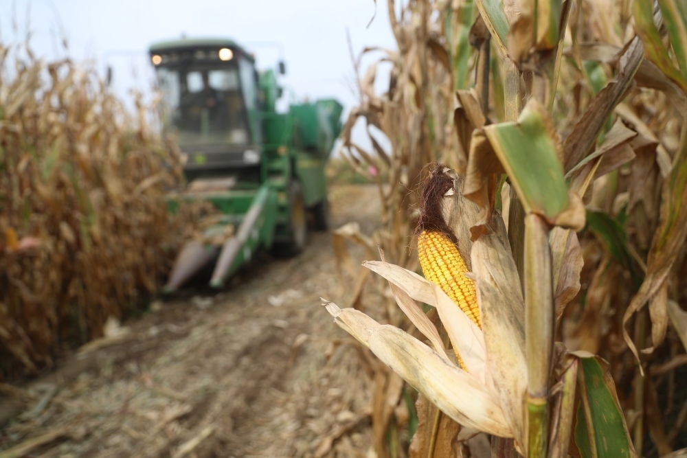 在遼寧省鐵嶺縣蔡牛鎮(zhèn)玉米田里，農(nóng)民駕駛農(nóng)機收割玉米（2023年9月26日攝）。新華社記者 楊青 攝