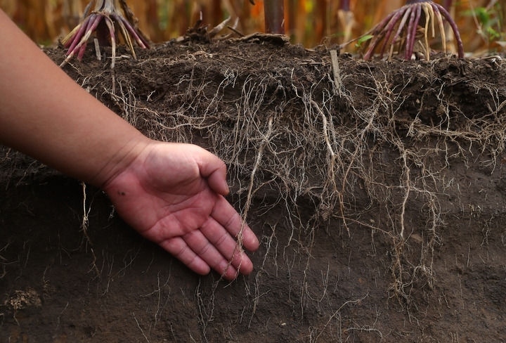 在遼寧省鐵嶺縣蔡牛鎮(zhèn)，張莊玉米合作社的農(nóng)民向外地農(nóng)民介紹黑土地保護和玉米秸稈還田情況（2023年9月26日攝）。新華社記者 楊青 攝