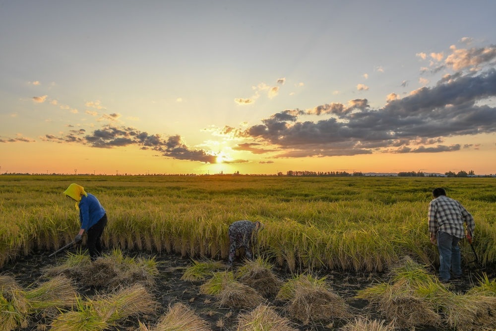 農(nóng)民在吉林省吉林市永吉縣萬昌鎮(zhèn)花家村收割水稻（2023年9月12日攝）。新華社記者 張楠 攝