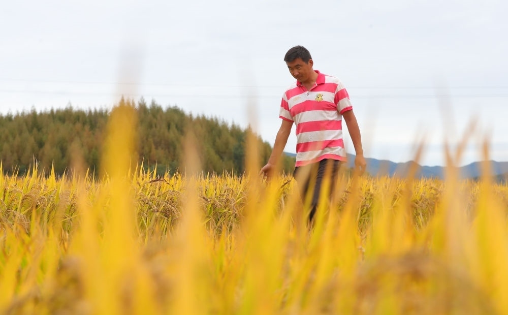 在遼寧省撫順市新賓滿族自治縣新賓鎮(zhèn)的水稻田里，農(nóng)民丁輝查看水稻成熟情況（2023年9月25日攝）。新華社記者 楊青 攝