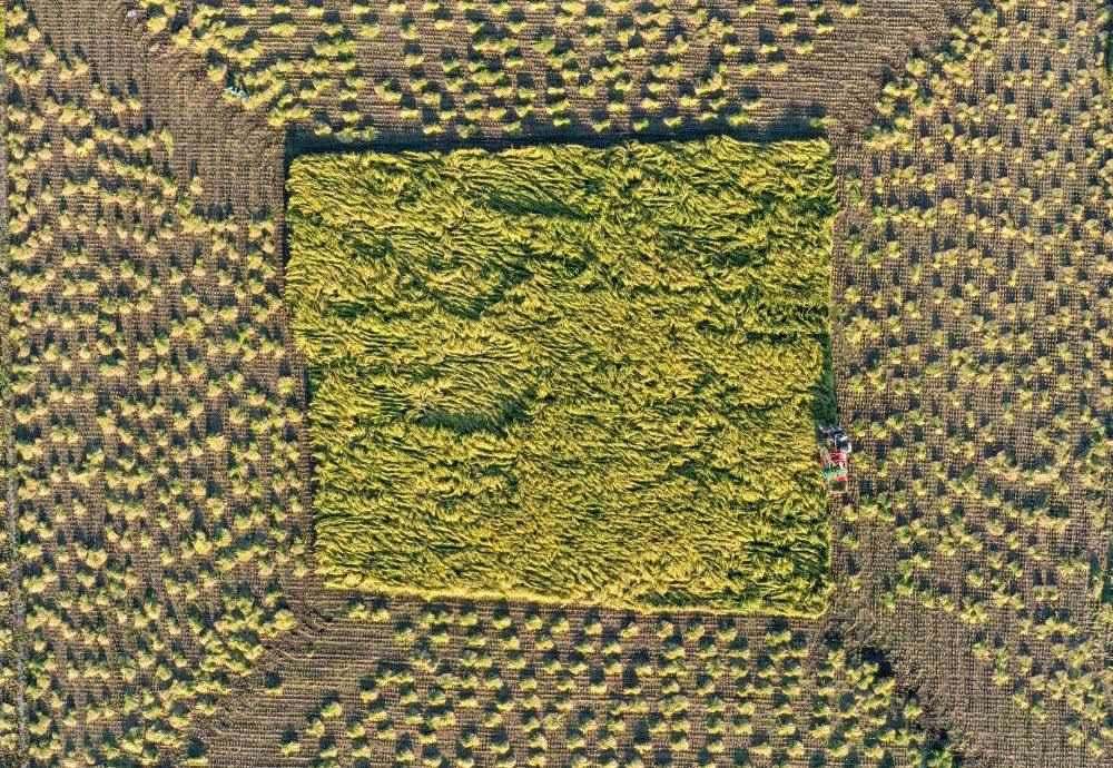 在吉林省舒蘭市平安鎮(zhèn)金星村，農(nóng)民駕駛農(nóng)機收割水稻（2023年9月21日攝，無人機照片）。新華社記者 張楠 攝