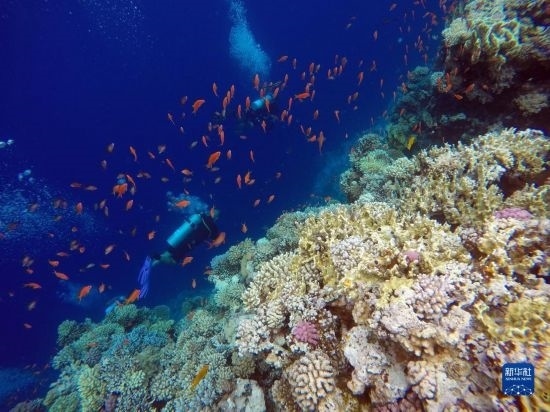  10月2日，人們在埃及西奈半島達(dá)哈布藍(lán)洞內(nèi)的珊瑚旁深潛。新華社記者 隋先凱 攝